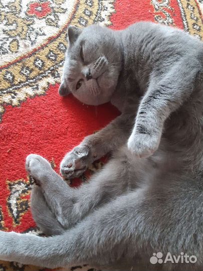 Британская кошка