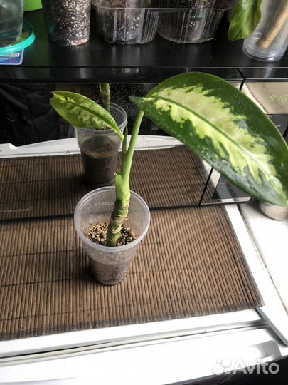 Сингониум,диффенбахия,плющ,хойя