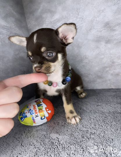 Кукольная мини девочка чихуахуа