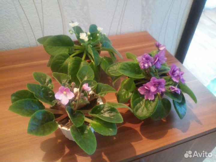 Фиалка в горшках