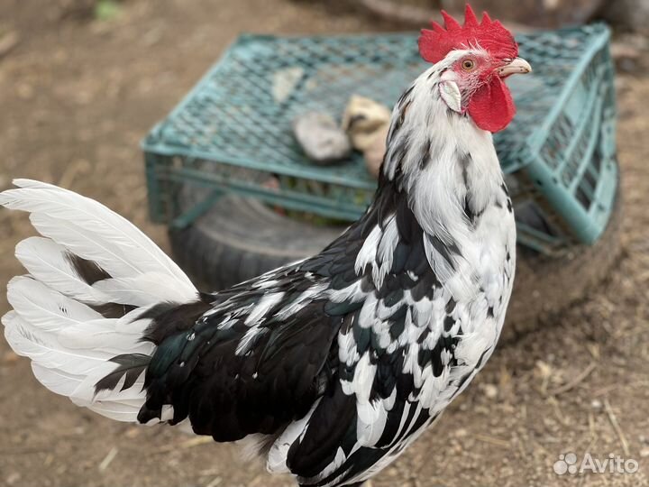 Куры и петухи