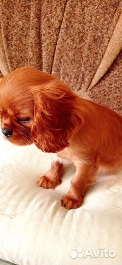 Кавалер кинг чарльз спаниель