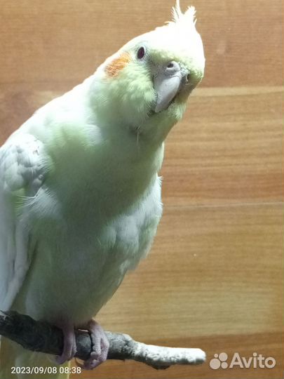 Попугай корелла мальчик