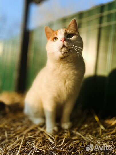 Кошка Мила