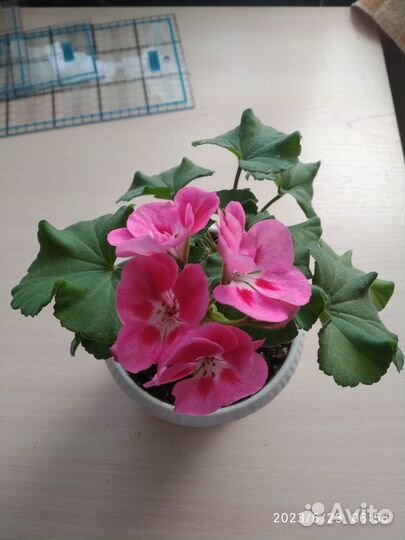 Пеларгония сортовая - черенки укорененные