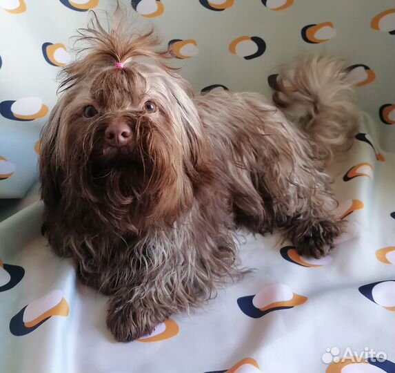 Русская цветная болонка