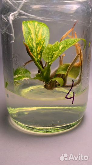 Филодендрон Конго Грин Марбл, клоники