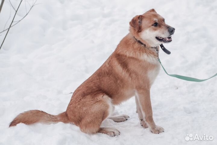 Пес Линч добрый рыжик в добрые руки