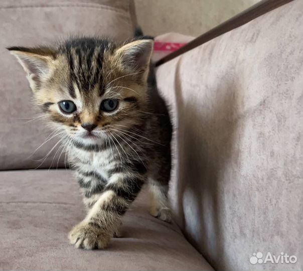 Шотландские вислоухие котята