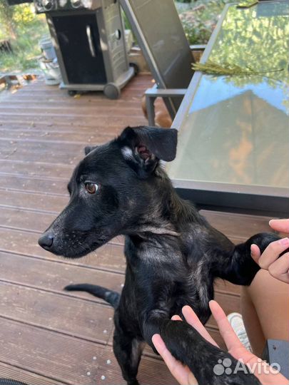 Собака в добрые руки