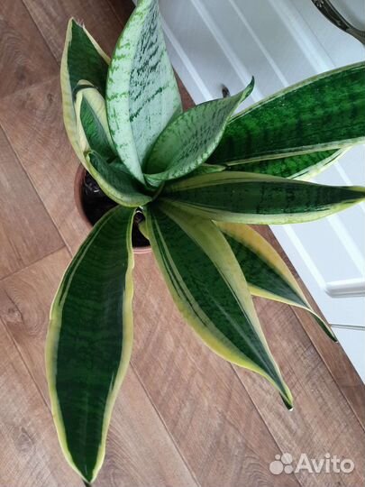 Сансевиерия