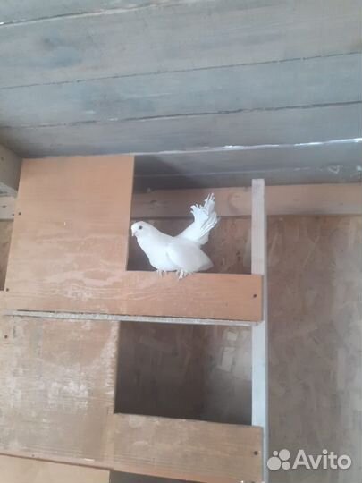 Продам Статных голубей