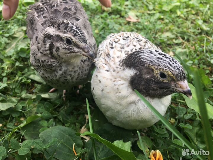 Яйцо инкубационное перепелов разных пород