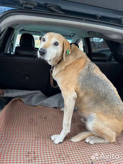 Гончая ищем дом