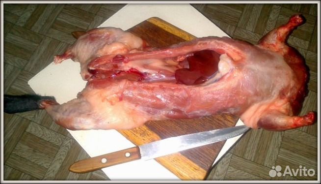 Мясо дикой нутрии