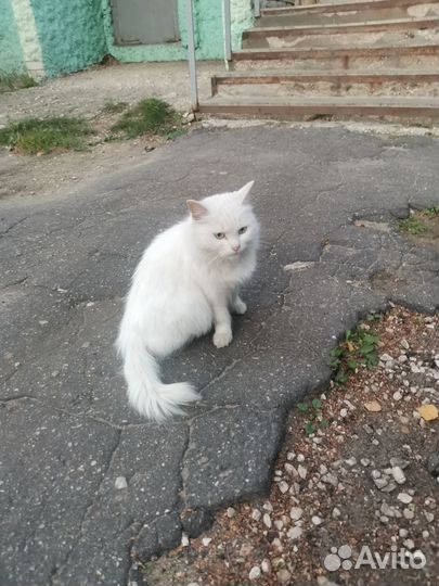 Турецкая ангора