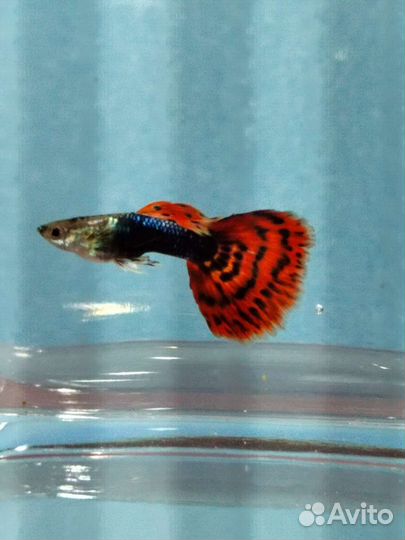 Гуппи Красная гвоздика, Мозаика устойчивой породы