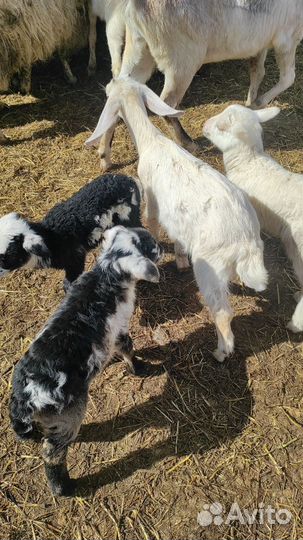 Ягнята баранчики, козлята нубийцы, поросята