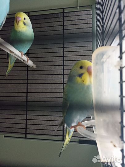 Попугайчики птенцы, радужные