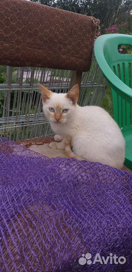 Котята в дар