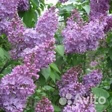 Саженцы сирени