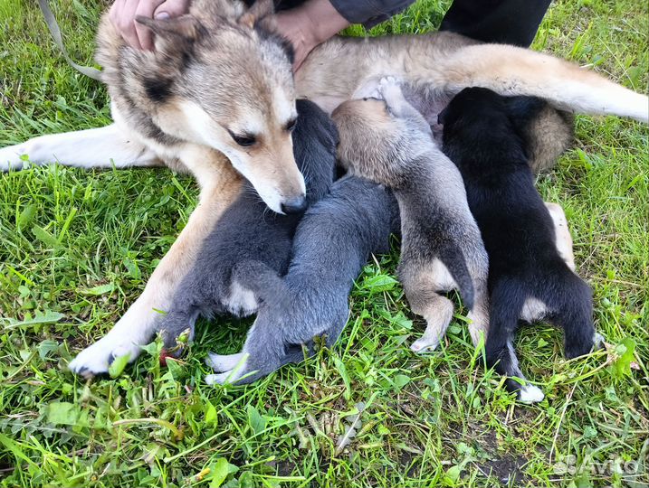 Западно сибирская лайка