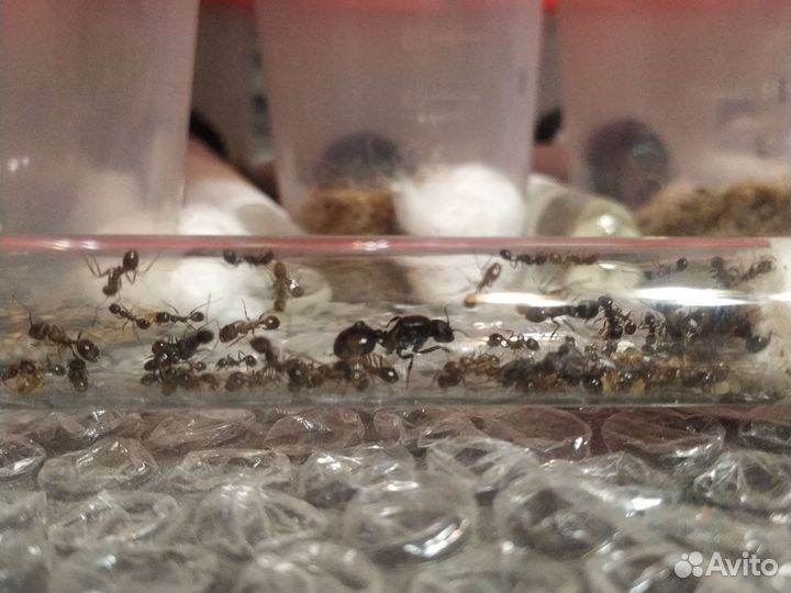 Муравьиная ферма с муравьями