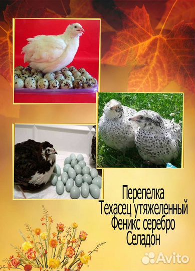 Инкубационное яйцо