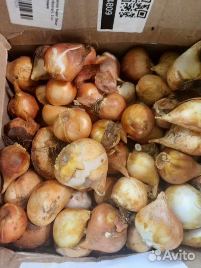 Луковицы тюльпанов