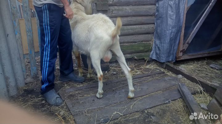 Продажа коз