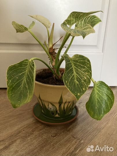 Цветок в керамическом горшке