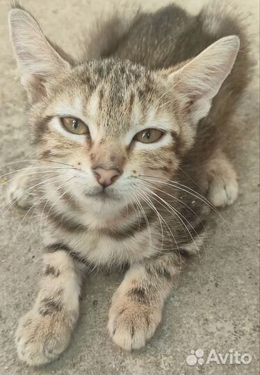 Котята