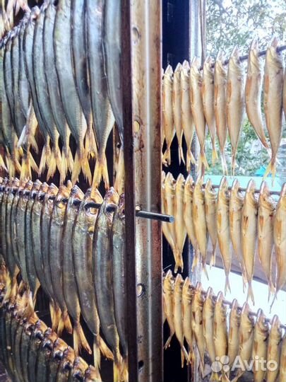 Барабуля, Ставридка, кефаль