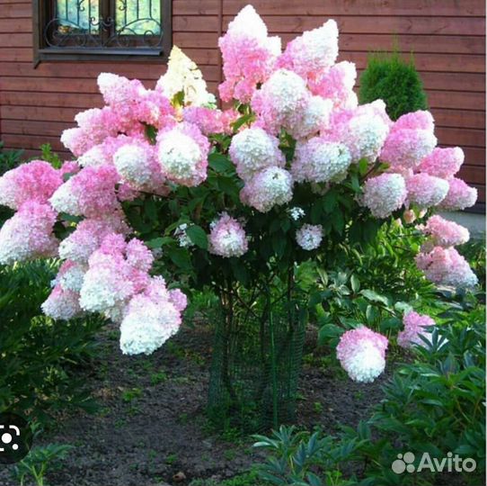 Гортензия метельчатая многолетняя