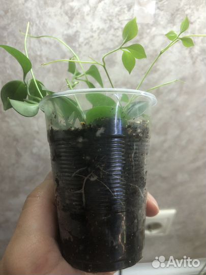 Неоальсомитра каудексная лиана, дисхидия