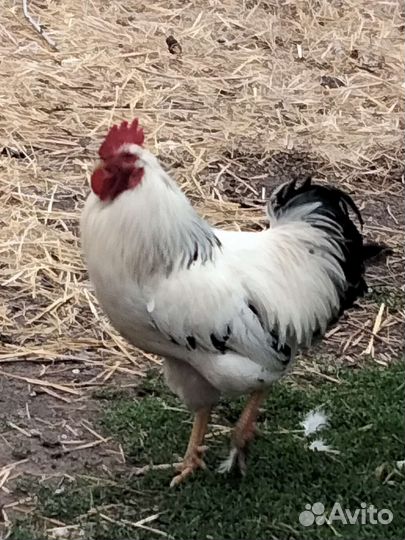 Петухи домашние