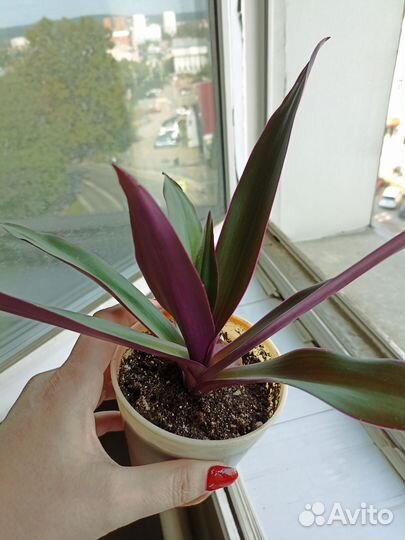 Рео покрывальчатое в горшке