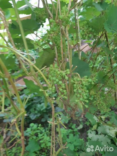 Столовые сорта зимостойкий