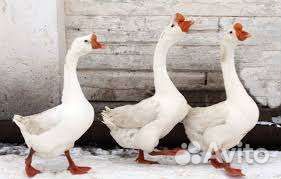 Продаю семью гусей и инкубационные яйца