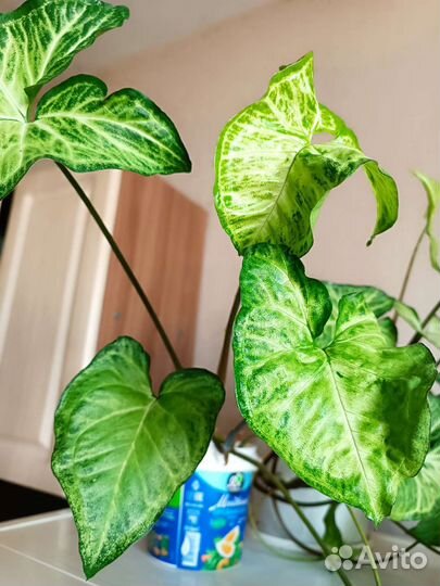 Сингониум. Комнатные растения. Комнатные цветы