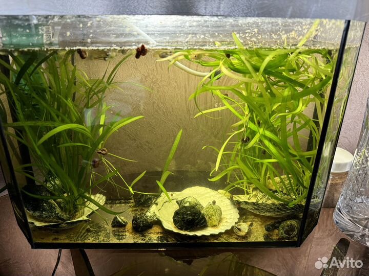 Аквариум