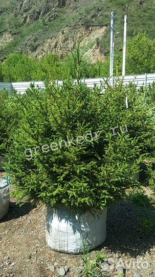 Саженцы Ель Сибирская 180-220см Экстра