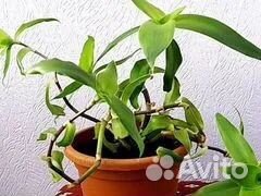 Лечебные цветы