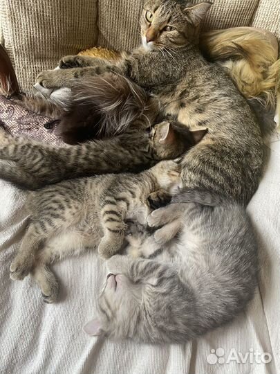 Котята в добрые руки