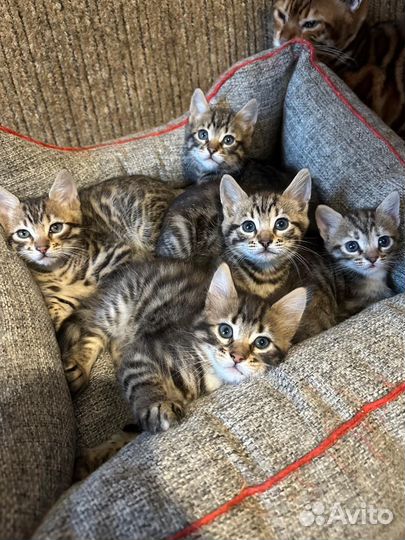 Бенгальские котята