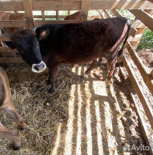 Тёлка и бычок