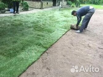 Укладка газона