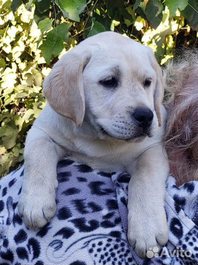 Щенок Лабрадора