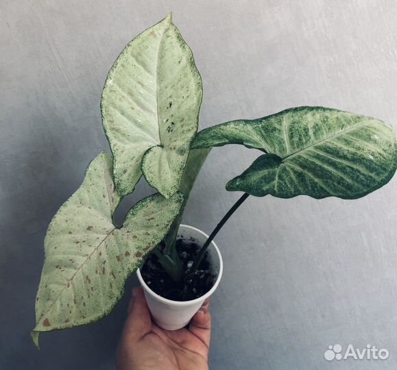 Сингониум конфетти