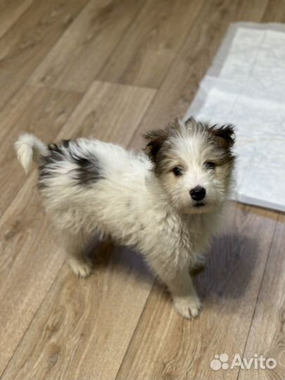 Щенок 2,5 мес